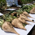 Кыргызстан: семена сахарной свеклы как ключ к возрождению агроэкспорта