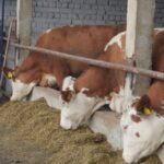 Кыргызстан укрепляет АПК: государственные инвестиции в модернизацию животноводства