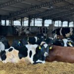 Переломный момент: экспорт КРС из Кыргызстана сократился в пять раз