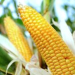 Зерновые амбиции Кыргызстана: первые тонны кукурузы отправились в Китай