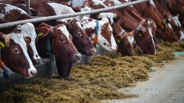 6655c102d19ae44a2261b17b7c8961a5