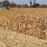 Кыргызстан: агросектор Ак-Суу планирует освоить почти 46 тыс. га в 2026 году