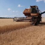 Продовольственная безопасность Кыргызстана: стабильный прогноз по урожаю российской пшеницы