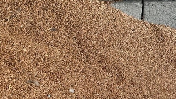 a5fbc1db6eafdeb43ca55784d2bea8b1