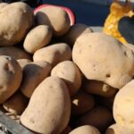 Кыргызстан: тревожный сигнал для агроэкспорта – картофель теряет позиции