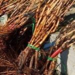 Кыргызстан усиливает фитосанитарный контроль: уроки для инвесторов