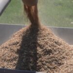 Кыргызстан: новые горизонты в семеноводстве и агроэкспорте к 2030 году