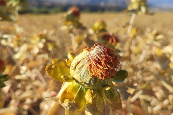 055a445da708a0bec19ac090631e67ae