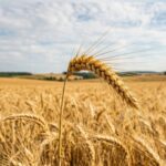 Зерновые перспективы региона: как рост экспорта соседей влияет на инвестиции в Кыргызстан