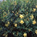 Кыргызстан: новый закон о лекарственных растениях открывает инвестиционные перспективы