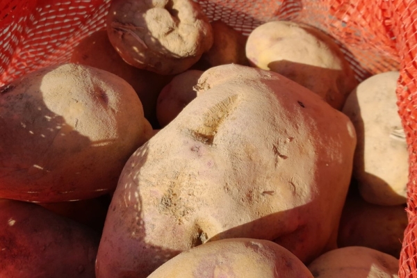 3e056943664354b2f8a3a24b6f8ea81c