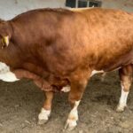 Кыргызстан: бюрократические барьеры ставят под вопрос инвестиции в животноводство