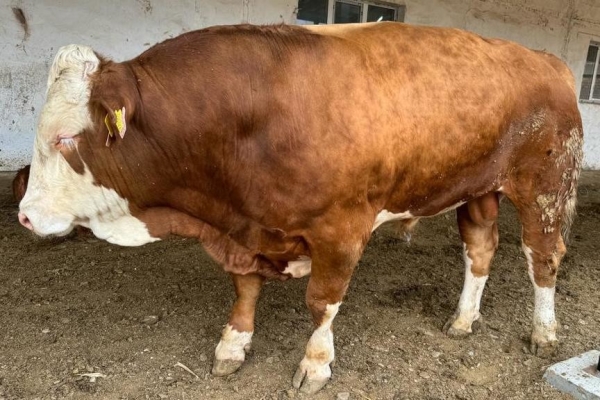 8a24b2822119d6bf09037cb9fe6d19ce