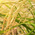 Кыргызстан перестраивает зерновые маршруты: импорт риса упал, структура изменилась