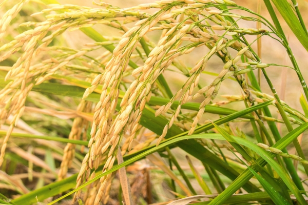 8af59379076030ab426a9a02eb08660c