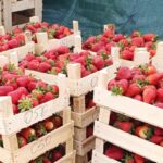 Инвесторам на заметку: Кыргызстан наращивает агроэкспорт в РФ