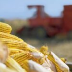Кыргызстан: семикратный рост импорта кукурузы – индикатор изменений на рынке