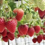 Зеленый свет для экспорта: как клубника из Кыргызстана открывает двери на российский рынок