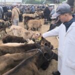 Крупный рогатый капитал: рынок «Прогресс» как индикатор агроинвестиций в Кыргызстане
