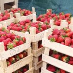 Кыргызстан готовится к ягодной революции: корейская клубника «Карис» открывает новые горизонты