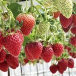 Кыргызстан: вертикальные фермы, утроенный урожай и новые инвестиционные горизонты