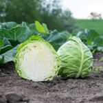 Кыргызстан укрепляет агроэкспорт: сотни тонн продукции без нарушений на рынке ЕАЭС