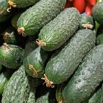 Кыргызстан: двукратный рост импорта огурцов – сигнал для инвесторов в агросектор