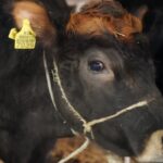 Кыргызстан укрепляет агросектор: масштабная вакцинация — залог устойчивого развития