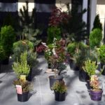 Фитосанитарный контроль: в Кыргызстане уничтожена крупная партия саженцев