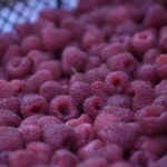 Агросектор Кыргызстана: новые горизонты экспорта в арктические регионы